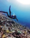 Dive into Labuan Bajo's underwater paradise The Straits Times