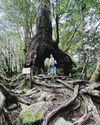 An island rooted in natural beauty The Straits Times
