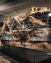 Science Centre Singapore's largest dinosaur exhibition to open in October The Straits Times