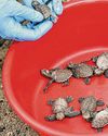 Sea turtle nests logged in Singapore hits 5-year high3