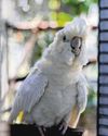 Rare Philippine cockatoos hatch first chick in Bird Paradise - it's learning to fly Rare Philippine cockatoos hatch first chick in Bird Paradise - it's learning to fly29