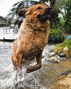 Wet weather woes for pets Wet weather woes for pets71