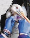 Bird vaccination in zoos focuses on rare, disease-prone species25