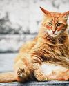 Weight-loss drugs may turn fat cats into svelte Ozempets Weight-loss drugs may turn fat cats into svelte Ozempets60