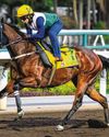 BARRIER 'BLOOPER' IS ONLY RISING CONCERN FOR HONG KONG CHAMP BARRIER 'BLOOPER' IS ONLY RISING CONCERN FOR HONG KONG CHAMP51
