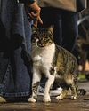 Cats seem to meow harder to get a man's attention, study suggests Cats seem to meow harder to get a man's attention, study suggests56