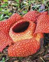 'Rafflesia' or 'padma'? Debate renewed in Indonesia over renaming of flower 'Rafflesia' or 'padma'? Debate renewed in Indonesia over renaming of flower10