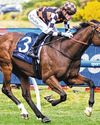 HARDY ZOU SENSATION BIDDING FOR ANOTHER STAKES SUCCESS51
