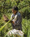 Philippine farmers struggling to keep up as global appetite for purple yam grows24