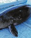 Advisory on shielding marine mammals from development noise in the works22