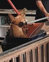 Programme to manage stray dogs remains effective, says Alvin Tan27