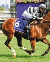 SEVEN HORSES KILLED IN BUSHFIRE44