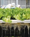 Singapore's revised 2035 farming goals 'balance ambition and pragmatism'4