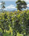 How Hokkaido is adapting to a world that is getting warmer How Hokkaido is adapting to a world that is getting warmer41