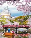 Japan's 2026 sakura season set to be most affordable in years77