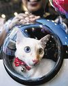 Five tips for a smooth trip with your pet63