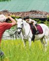 Saddling up for a unique memento to mark Year of the Horse30