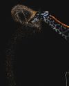 Water Ballet: Photo of giraffe near water's edge wins global award Water Ballet: Photo of giraffe near water's edge wins global award39