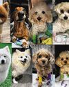 Revolutionary treatment gives dogs with heart disease a second chance65