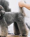Stricter pet grooming standards needed under revised welfare code49