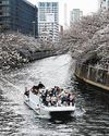 Fuel price hikes hit Tokyo's cherry blossom cruises67
