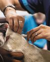 Fines of up to $50,000 for errant vets under new law Fines of up to $50,000 for errant vets under new law34