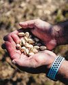 How a sapling and a viral confectionery made California the world's pistachio king60