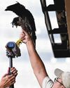Grounded peregrine falcon chick takes to skies after check-up Grounded peregrine falcon chick takes to skies after check-up31