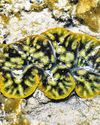Saving giant clams in South-east Asia: Halt poaching, raise funds26