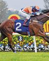 JINLING STARBLITZ TO OUTSHINE HIS RIVALS58