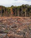 Rainforest loss eases in 2025, but El Nino and fire threat loom: Study16