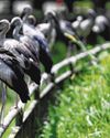 How the migrant Asian openbill is reshaping S’pore’s parks and fields How the migrant Asian openbill is reshaping S’pore’s parks and fields29