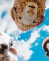 The Sheep Detectives will have you looking at lamb chops differently The Sheep Detectives will have you looking at lamb chops differently68