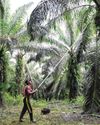 Indonesia’s plan to control major commodity exports rattles markets, investors The Straits Times