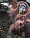 Baby orang utan born after artificial insemination – a first at Mandai Baby orang utan born after artificial insemination – a first at Mandai35