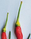 Without chilli, food just isn't the same23