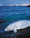 Dead dugong spotted at Bedok Jetty; first known sighting since 2021 Dead dugong spotted at Bedok Jetty; first known sighting since 202126
