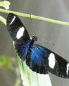 Butterflies winging it in bid for mate Butterflies winging it in bid for mate