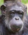 Chimpanzee from PG Tips ads studied Chimpanzee from PG Tips ads studied