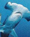 Underwater volcano can spew sharks Underwater volcano can spew sharks