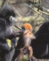 Ya langur! Cork zoo welcomes monkey Ya langur! Cork zoo welcomes monkey