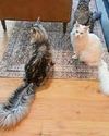 Feline beats record for longest tail Feline beats record for longest tail30