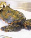Turtle all at sea after one shell of a swim27