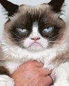 Grumpy cats may never be feline the love Grumpy cats may never be feline the love34