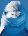 Dolphins in peril due to septic tanks Dolphins in peril due to septic tanks