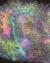 How Matrix fan mouse helped map our brains How Matrix fan mouse helped map our brains