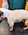 Lifetime ban for woman who starved her dogs to skin & bone Lifetime ban for woman who starved her dogs to skin & bone