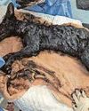 Fox rescued from an oily nightmare Fox rescued from an oily nightmare