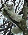 Cat rescued after 9 days spent in tree Cat rescued after 9 days spent in tree