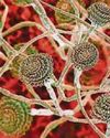 Fungus build material can 'self-repair' Fungus build material can 'self-repair'